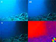 These 4 pictures show an ocean scene, the Great Barrier Reef, taken through a polarizing filter held in front of the camera Horizontally, Vertically and at 45 degrees.