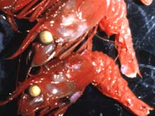 A benthic shrimp (Glyphocrangon) found at 700-1500 m depth.
