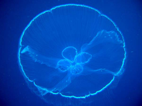 This jellyfish picture was taken by mid-water divers studying how these creatures adapt to living in areas where background light is in a constant state of flux. Transparency is used to hide from potential predators.