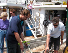 Seconds after the peepers reached the surface they were removed from the submersible basket and rinsed with seawater.