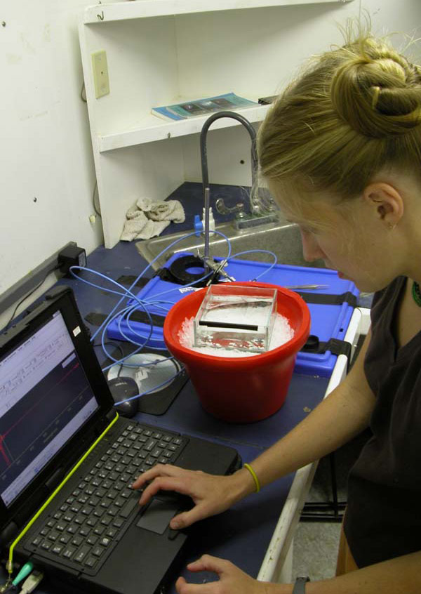 Alison prepares the spectrometer, an instrument that measures the wavelengths in light, to study the absorption and reflectance properties of the fish’s fluorescent lens.