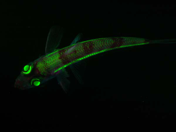 Note the green fluorescence of the eyes of this short- nose greeneye fish. The submersible team collected the specimen for optical studies in the ship’s onboard laboratory. Image courtesy Edie Widder.