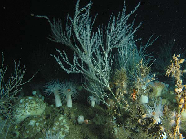 The deep seafloor holds many beautiful scenes like this one. Exploring how these plants and animals have adapted to life in such an extreme environment can open doors to a greater understanding of our planet.