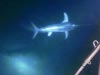 A strange encounter with a swordfish at 1,760 ft below the surface.