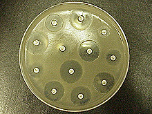 A disk impregnated with erofloxacin antibiotic 