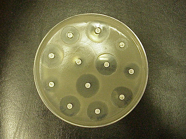 A disk impregnated with erofloxacin antibiotic