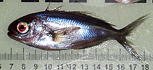 juvenile barrelfish