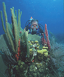 Caribbean shallow-water patch reef