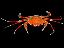 bathyal swimming crab, Bathynectes longispina or 'sea roach,' Ligia exotica