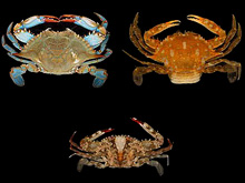 Blue crab (Callinectes sapidus), sargassum crab (Portunus sayi), and blotched swimming crab (Portunus spinimanus)