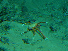 squat lobster, Eumunida picta