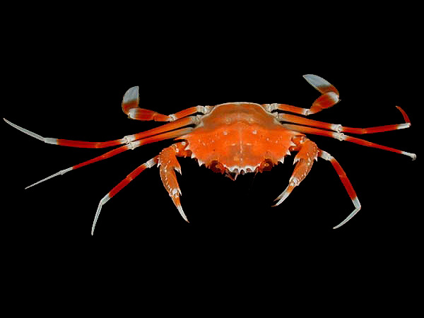 bathyal swimming crab, Bathynectes longispina