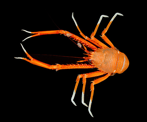 squat lobster, Eumunida picta
