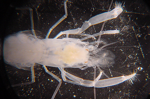 glass sponge shrimp, Spongicoloides cf.
