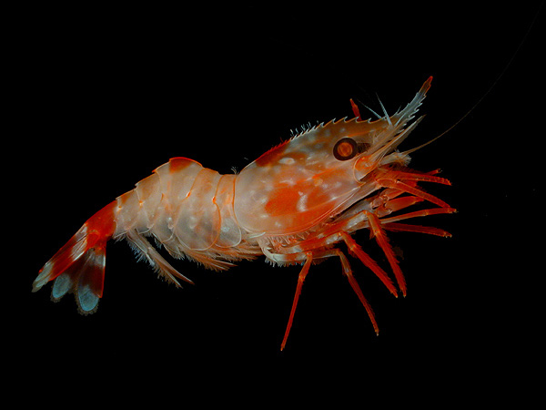 Heterocarpus ensifer, armed nylon shrimp