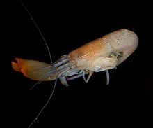 snapping shrimp, Synalpheus fritzmuelleri
