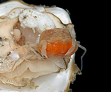 oyster pea crab, Zaops ostreum
