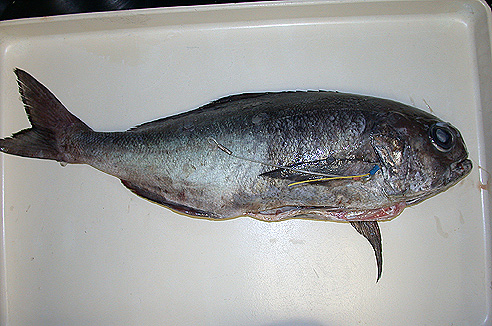 barrelfish, Hyperoglyphe perciformis