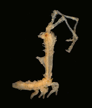 arcturid isopod Astacilla spinata