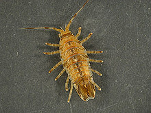 Synidotea laevidorsalis, marine isopod