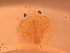 crab megalopae, late larval stage of crabs