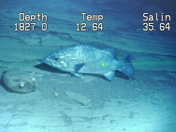 Two lasers beams from the submersible reflect off of a wreckfish