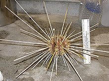 large sea urchin