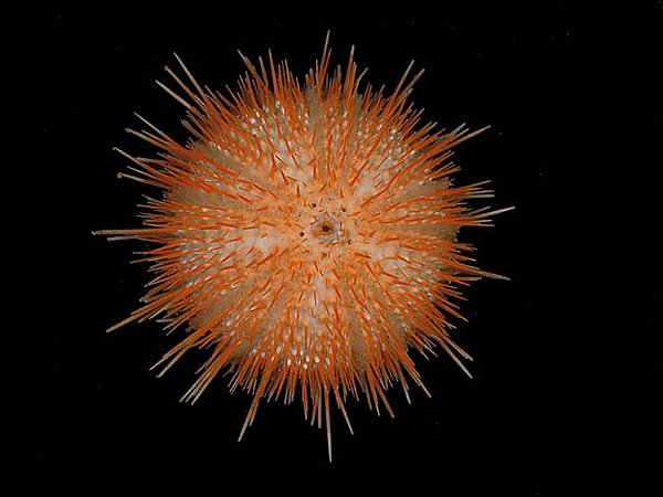 small sea urchin