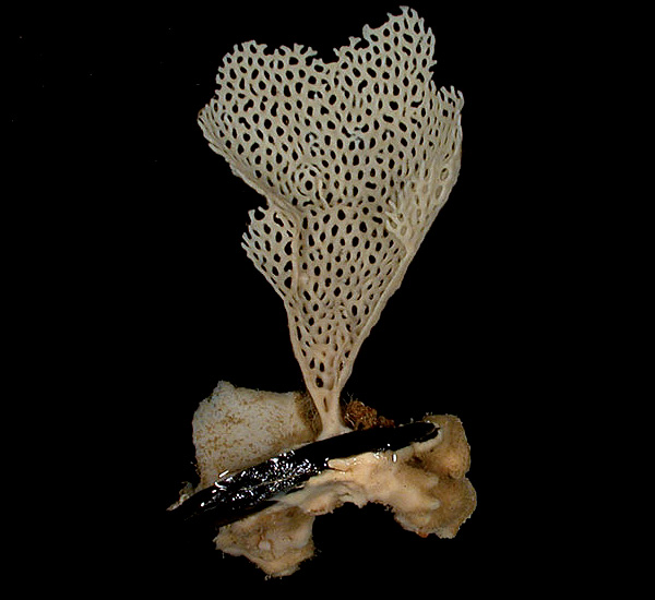two sponges attached to a rock