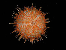 small sea urchin 