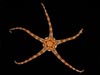 An echinoderm, Opheiolepis elegans, (brittle star) brought up from the sea floor sediment.