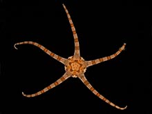  An echinoderm, Opheiolepis elegans, (brittle star) brought up from the sea floor sediment.