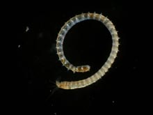 An unidentified polychaete worm brought up from the sea floor sediment.