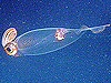 transparent squid
