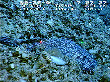 Shaefer�s anglerfish, Sladenia shaefersi
