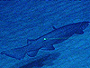 frilled shark, Chlamydoselachus anguineus