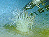 large anemone