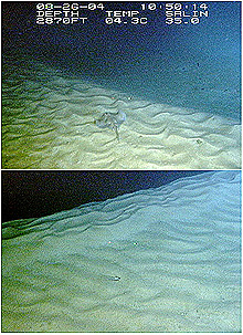 Two views of rippled dunes from Sandy Tongue dive site