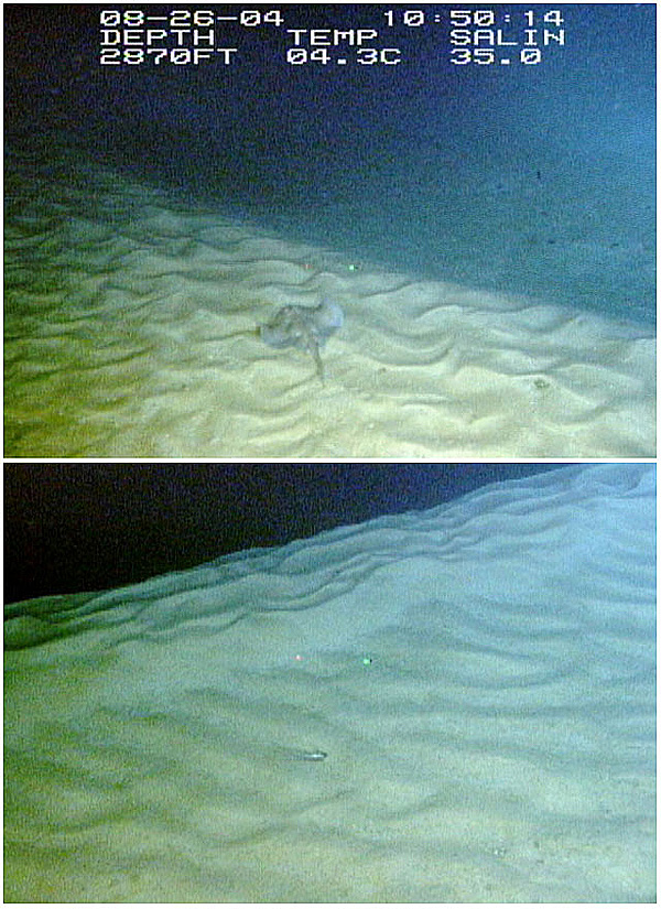 Two views of rippled dunes from Sandy Tongue dive site