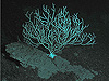 loosely cemented foraminiferan ooze and bamboo coral