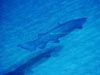 A frilled shark swims above the sea floor.