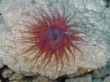 Purple anemone on a pumice rock along the east crater wall, West Rota volcano.