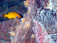 Chemosynthetic microbial mats cover red algae and coral (which are photosynthetic).