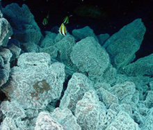 Tropical fish swim above boulders covered with bacterial mat, which indicates the presence of hydrothermal venting.