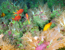 Soft corals (~10-15 cm tall) and tropical fish share the paradise we named 