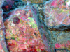 Patches of encrusting red and green algae lie beneath filamentous bacterial mats on rock surfaces.