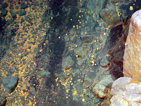 These microbial mats are similar in composition to those as seen at the Yellow Top Vent site.