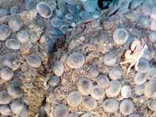 Conical limpets (2cm, 0.75 in) cover the rocks surfaces at East Diamante.