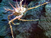 Unusual spiny crab