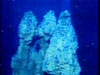 "Five Towers" hydrothermal vent Video